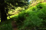 2014-07-05_Laengental-N-Hochweg (711). JPG